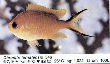 Chromis ternatensis